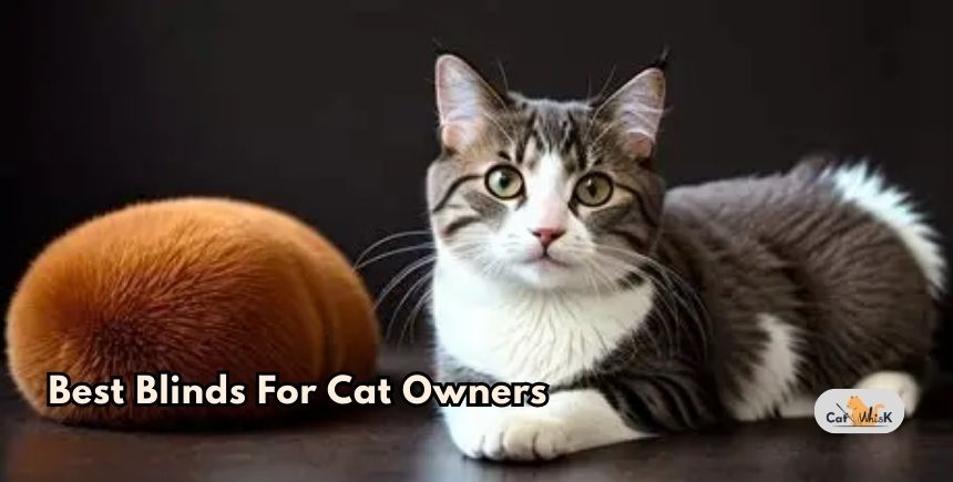 best blinds for cat owners