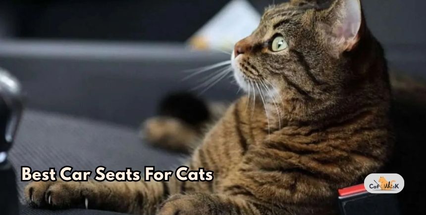 best car seats for cats