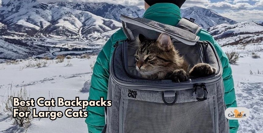 best cat backpacks for large cats