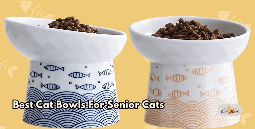 best cat bowls for senior cats