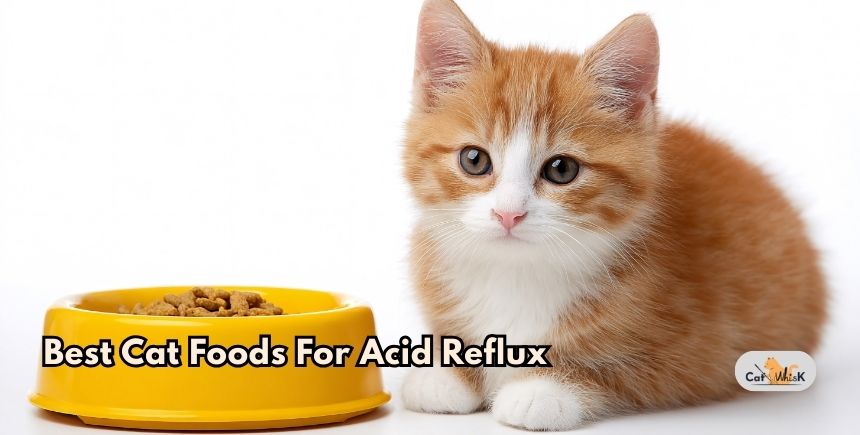 best cat foods for acid reflux
