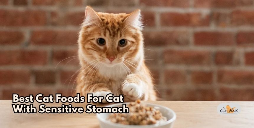 best cat foods for cat with sensitive stomach