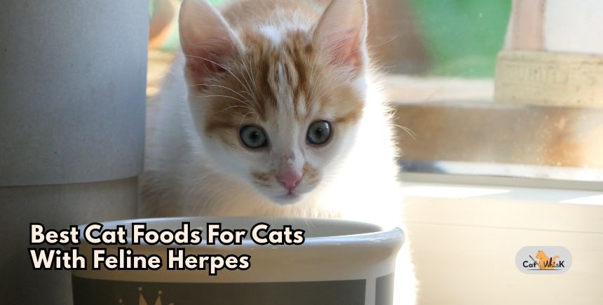 best cat foods for cats with feline herpes