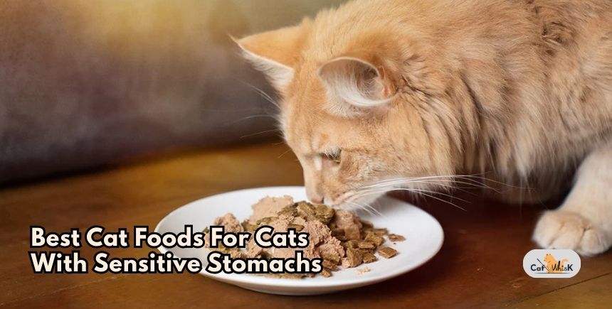 best cat foods for cats with sensitive stomachs
