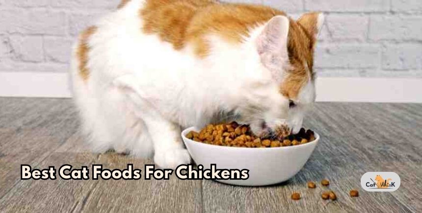 best cat foods for chickens