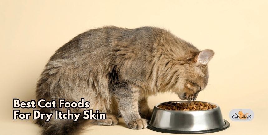 best cat foods for dry itchy skin