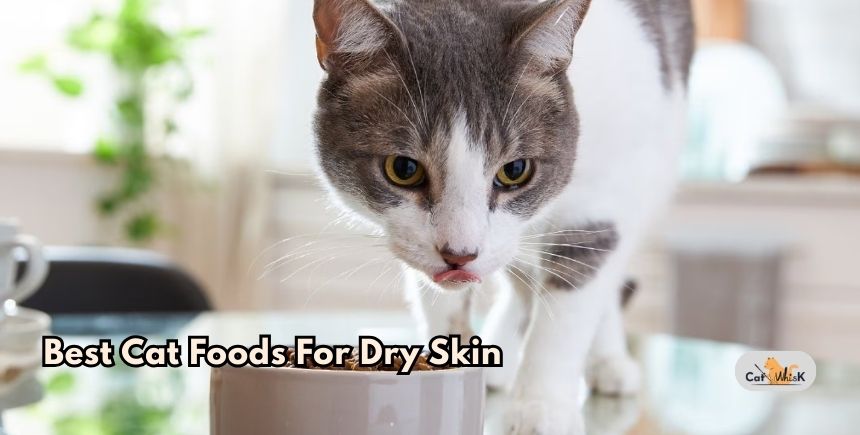 best cat foods for dry skin