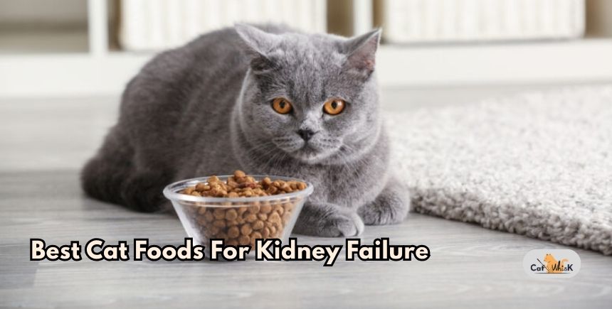 best cat foods for kidney failure