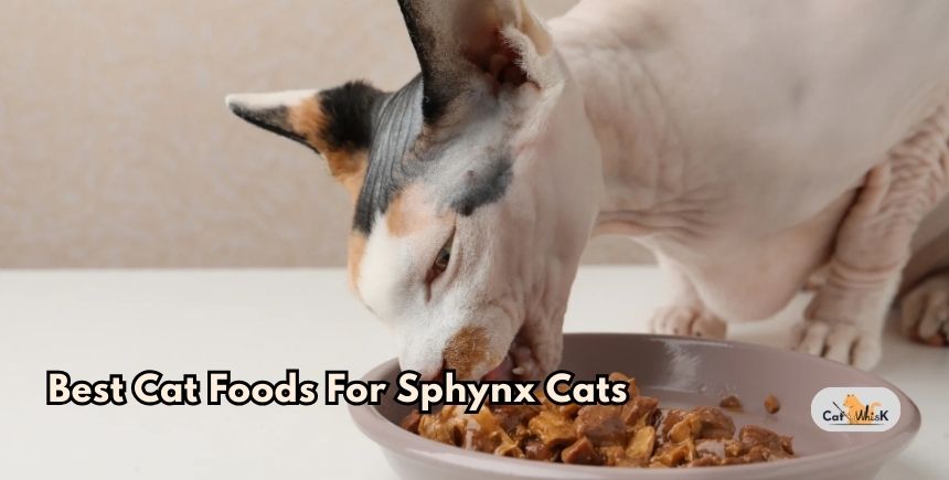 best cat foods for sphynx cats