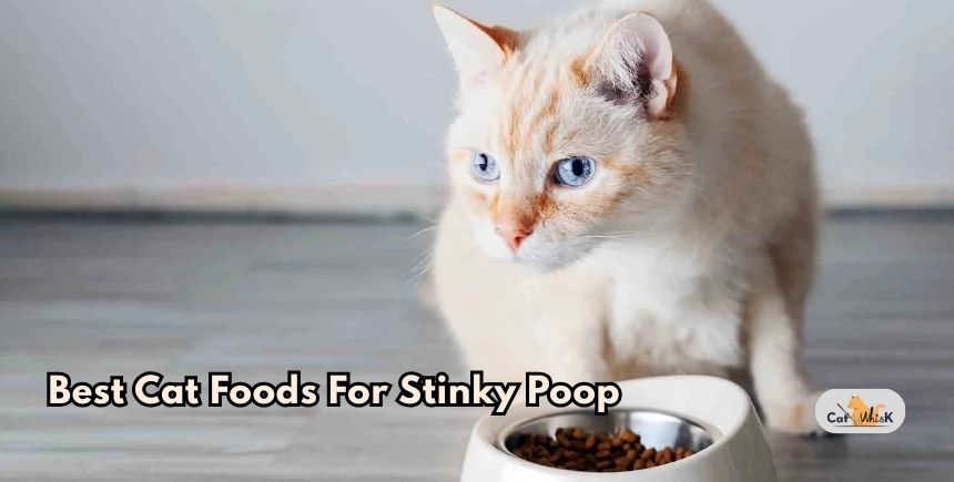 best cat foods for stinky poop