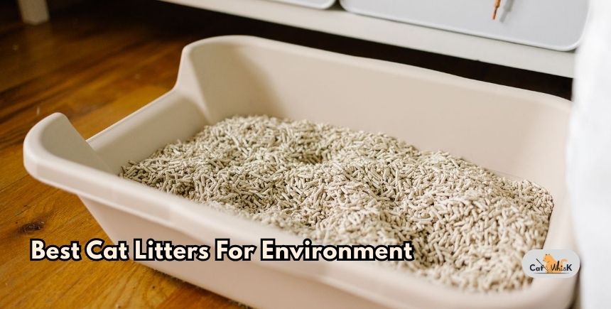 best cat litters for environment