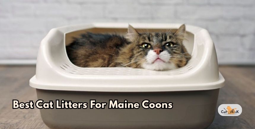 best cat litters for maine coons