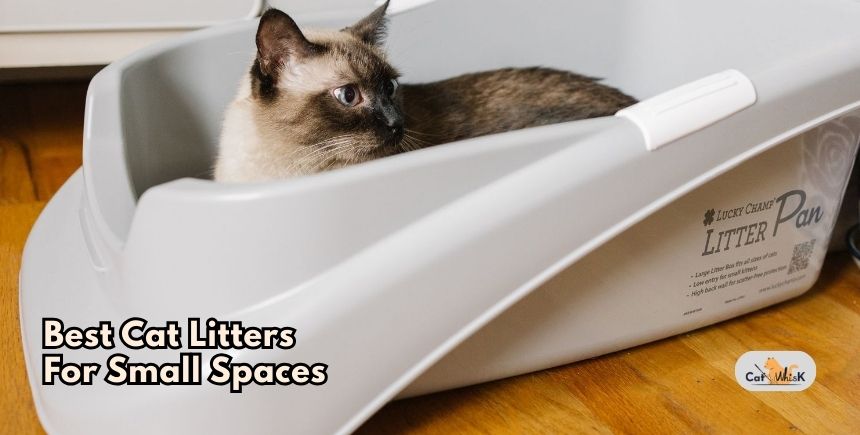 best cat litters for small spaces