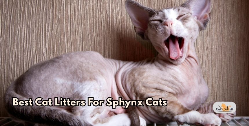 best cat litters for sphynx cats