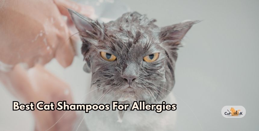 best cat shampoos for allergies