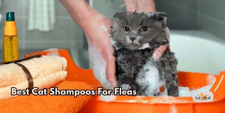 Top Flea Shampoos For Dry Cat Skin Reference: Top 10 Best Cat Shampoos For Fleas Top Picks Of