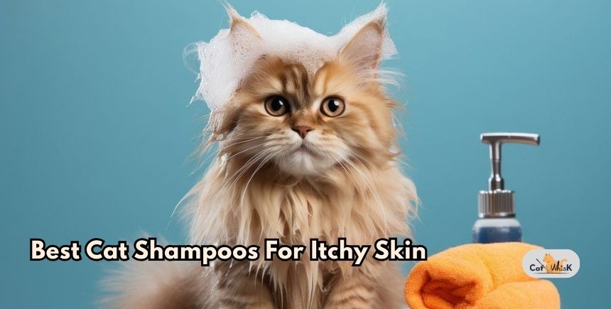 best cat shampoos for itchy skin