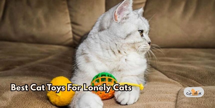 best cat toys for lonely cats