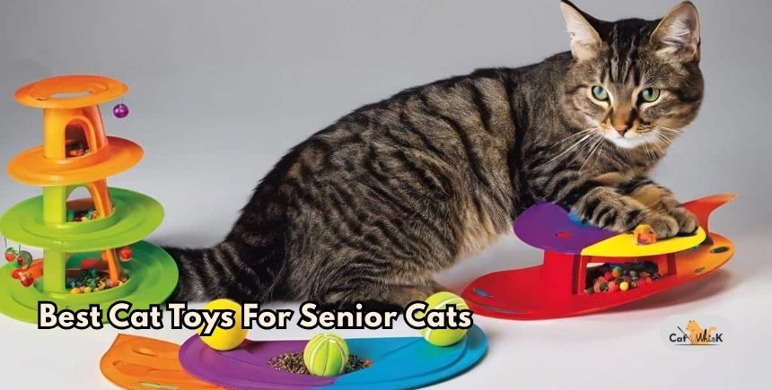 best cat toys for senior cats