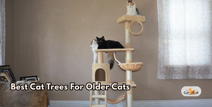 best cat trees for older cats