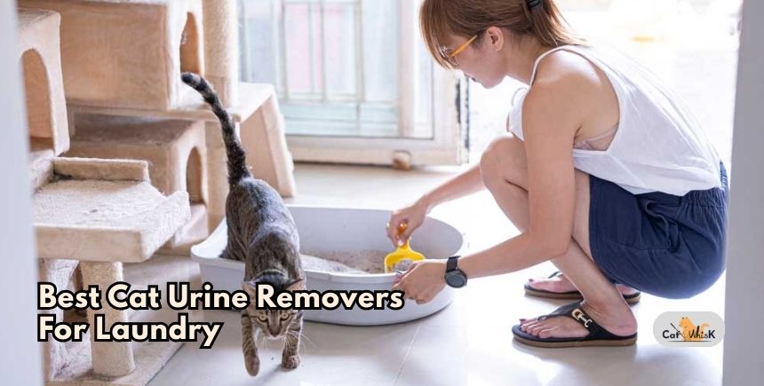 best cat urine removers for laundry