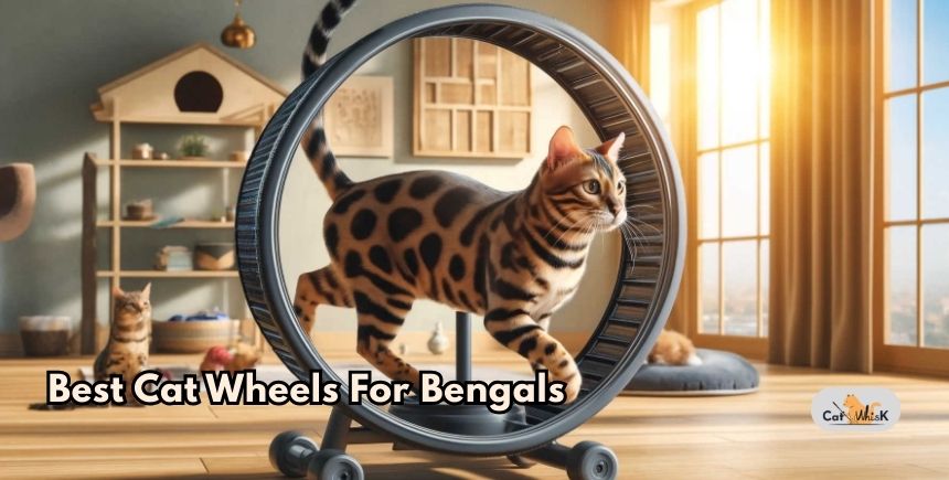 best cat wheels for bengals