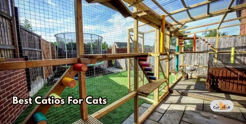 best catios for cats