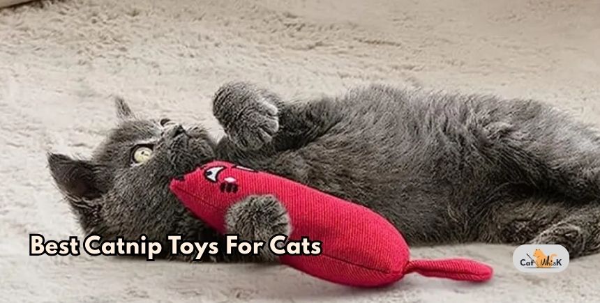 best catnip toys for cats