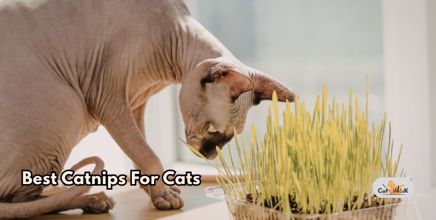 best catnips for cats