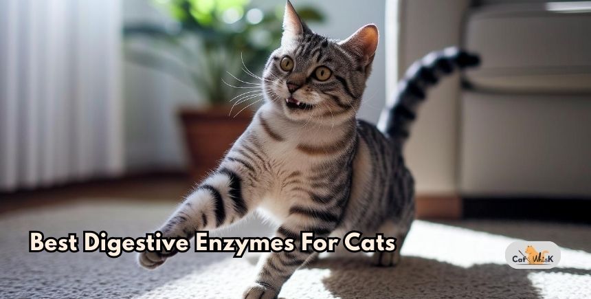 best digestive enzymes for cats