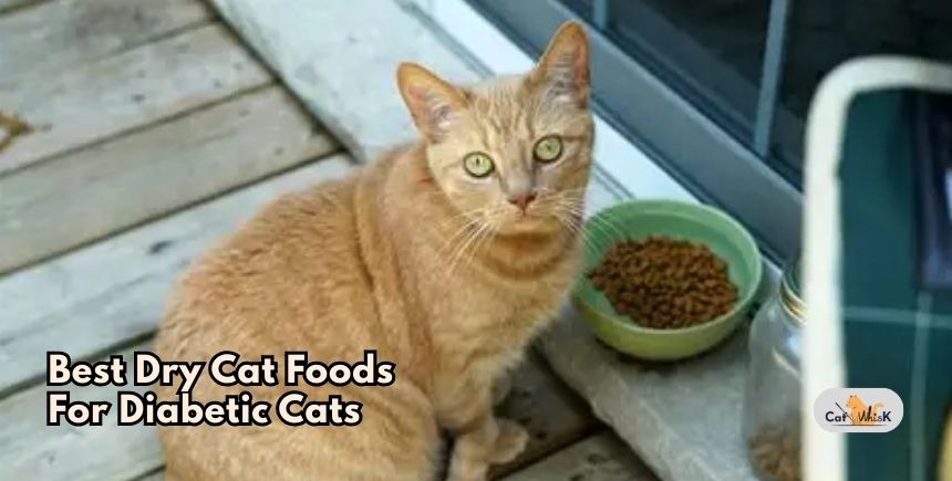 best dry cat foods for diabetic cats