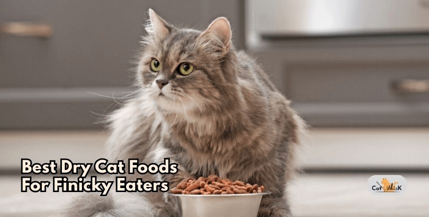 best dry cat foods for finicky eaters