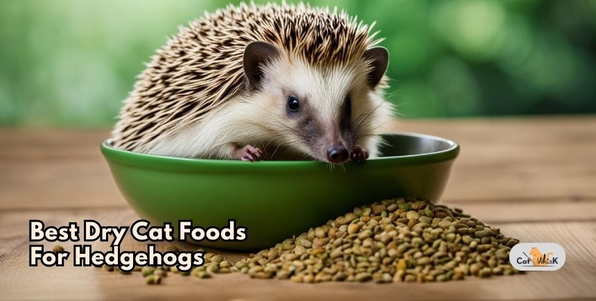 best dry cat foods for hedgehogs