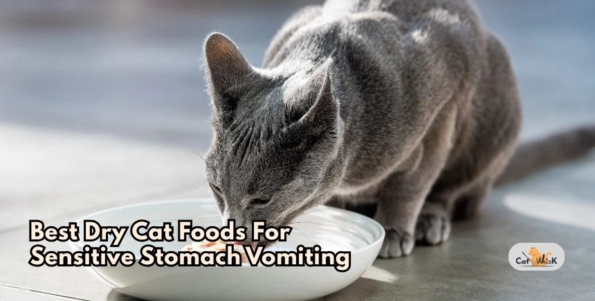 best dry cat foods for sensitive stomach vomiting