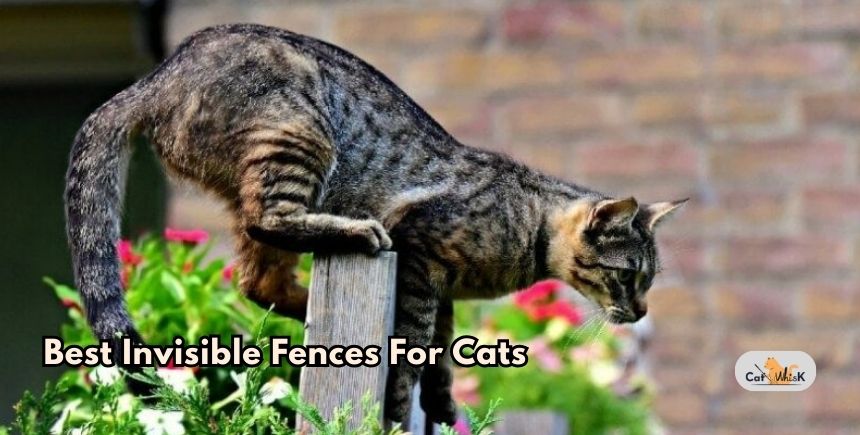 best invisible fences for cats