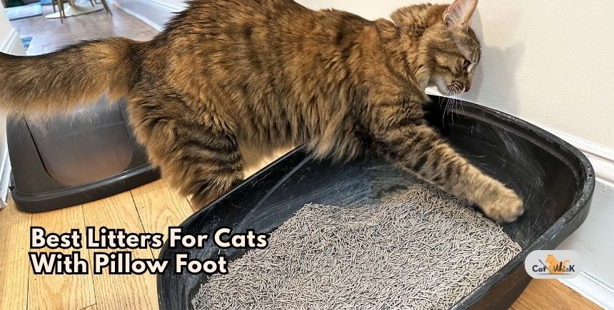 best litters for cats with pillow foot
