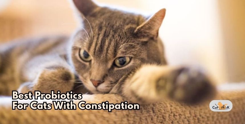 best probiotics for cats with constipation
