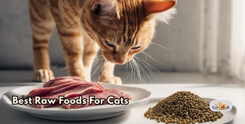 best raw foods for cats