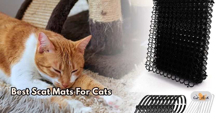 best scat mats for cats