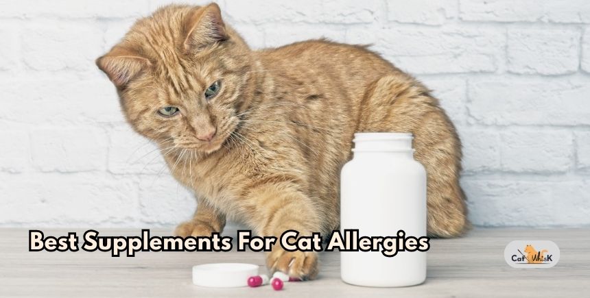 best supplements for cat allergies