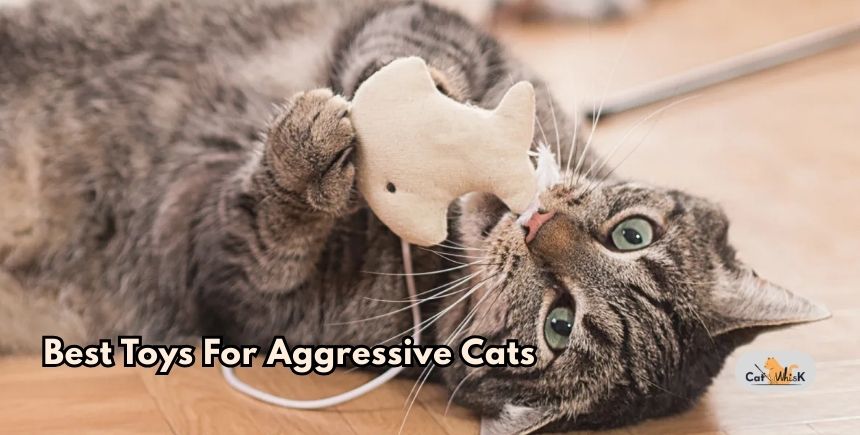 best toys for aggressive cats