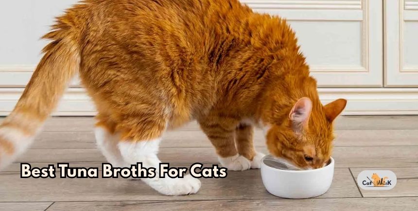 best tuna broths for cats