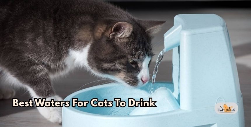 best waters for cats to drink