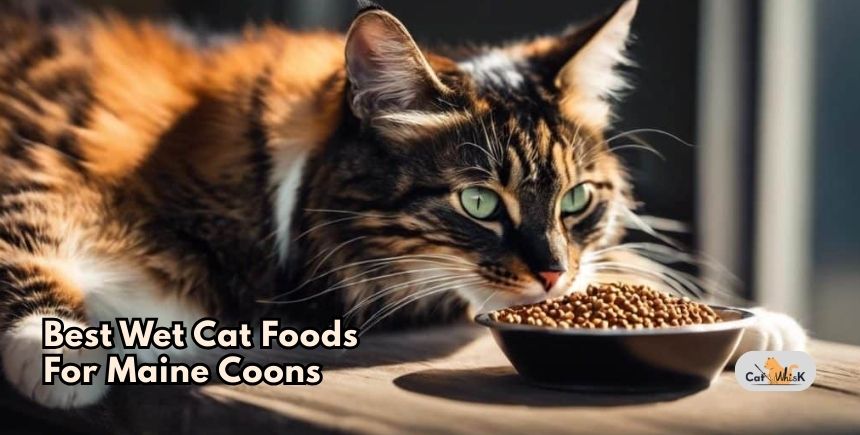 best wet cat foods for maine coons