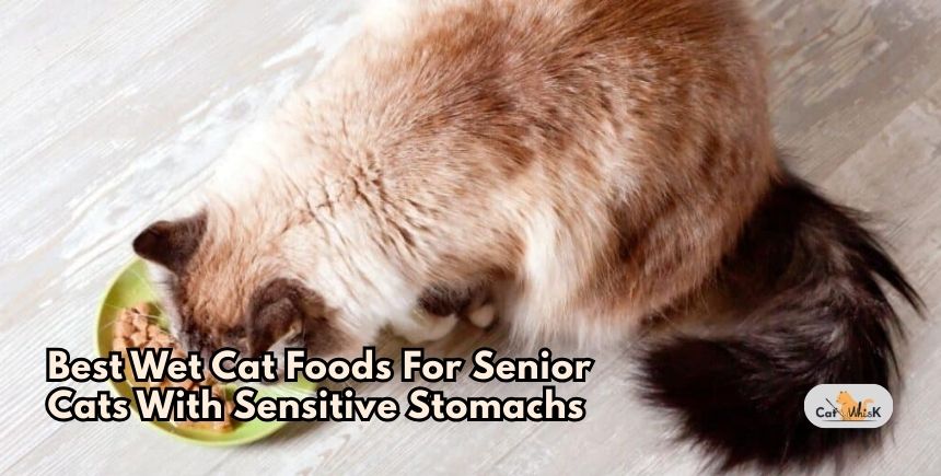 best wet cat foods for senior cats with sensitive stomachs