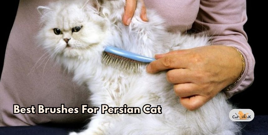 best brushes for persian cat