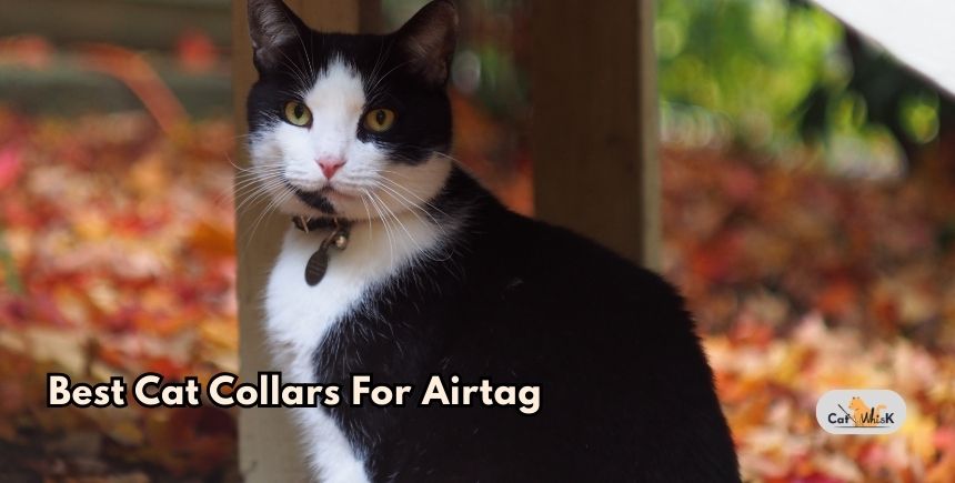 best cat collars for airtag
