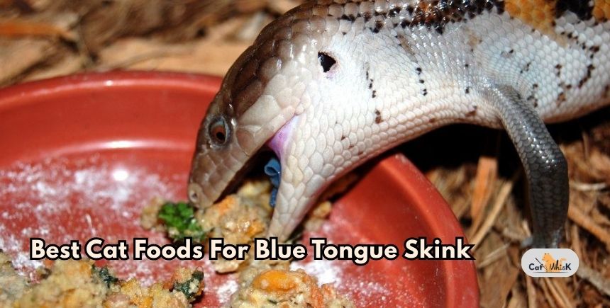 best cat foods for blue tongue skink