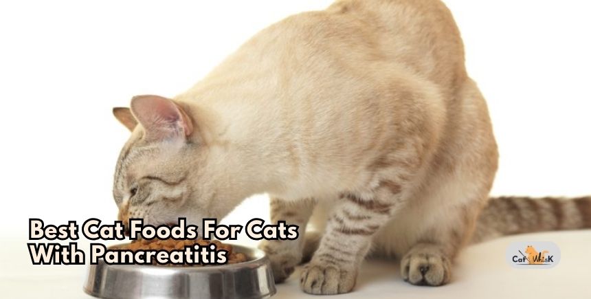 best cat foods for cats with pancreatitis