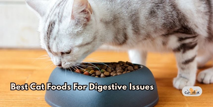 best cat foods for digestive issues
